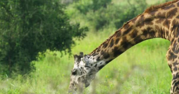 Extreme Closeup Shot Giraffe Eating Slow Motion — Stock video