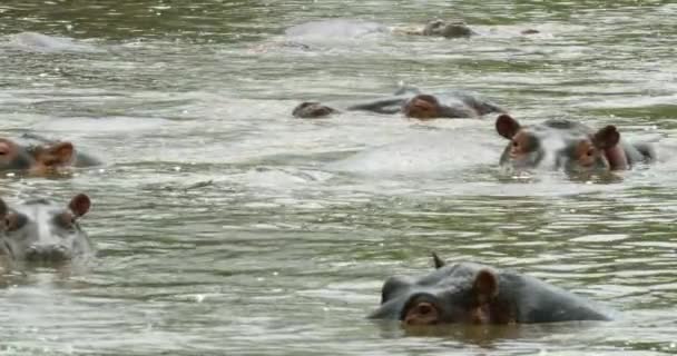 Les Hippopotames Regardent Vidéaste Avec Leurs Corps Sous Eau — Video