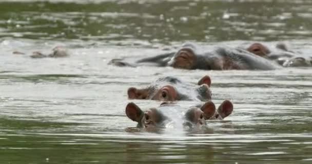 Uma Reunião Animais Hippo Serengeti Mostrando Apenas Suas Cabeças — Vídeo de Stock