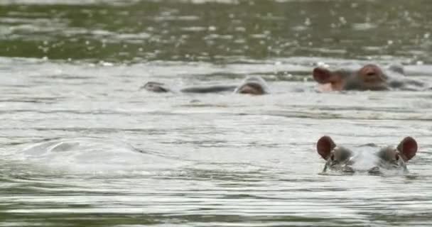 Par Animales Hipopótamos Desapareciendo Bajo Agua Río — Vídeos de Stock