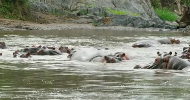 Een Afrikaans Natuurlijk Uitzicht Hippos Wassen Een Rivier Naast Een — Stockvideo