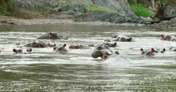 Una Mandria Ippopotami Africani Che Giocano Rilassano Nell Acqua Una — Video Stock
