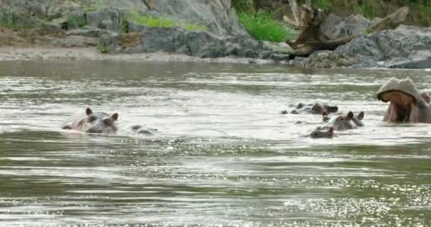 Slow Motion Shot Hippos Walking Yawning River — Video Stock
