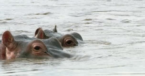 Couple Hippo Animals Showing Heads Water River — Stok Video