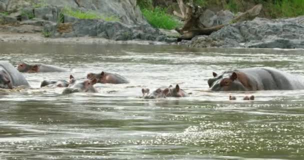 Tiro Lento Animais Hippo Nadando Brincando Água — Vídeo de Stock