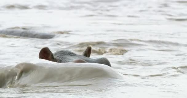 Hippo Animals Washing Water Serengeti National Park — Vídeo de Stock
