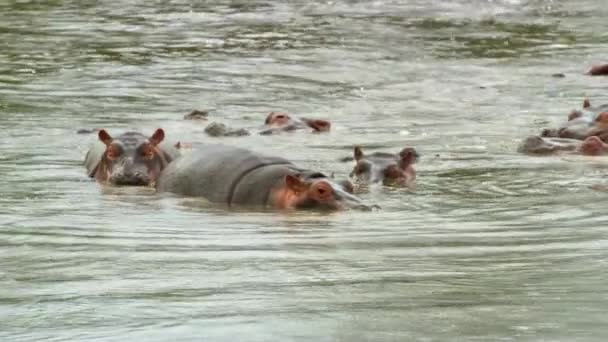 Enormes Animales Hipopótamos Negros Marrones Revolcándose Lago Naturaleza — Vídeos de Stock