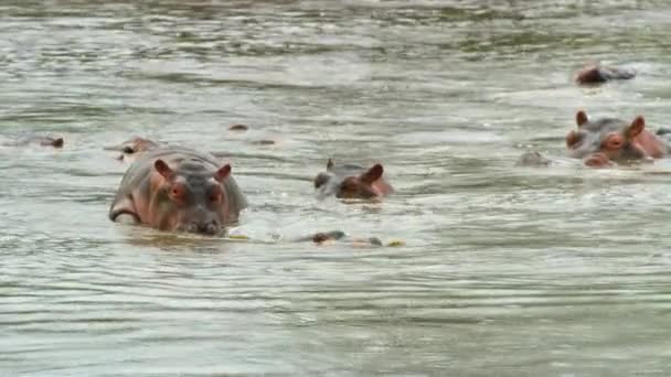 Hipopotamy Grające Ujeżdżające Się Tanzanii — Wideo stockowe