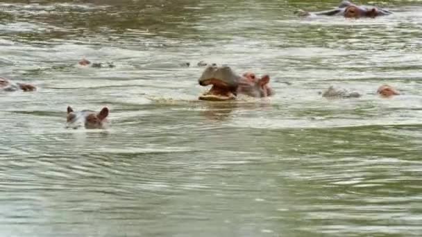 Hippos Yawning Chilling Retina Hippo Pool — Stock Video