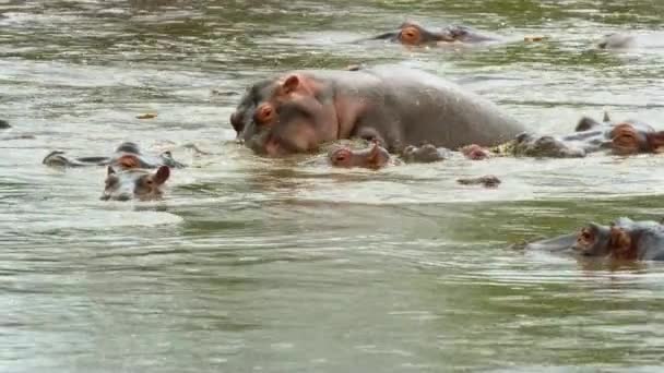 Grandes Animales Hipopótamos Descansando Agua Uno Lado Del Otro — Vídeos de Stock