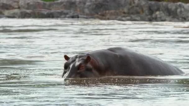 One Huge Hippo Diving River Water Rising Again — 비디오