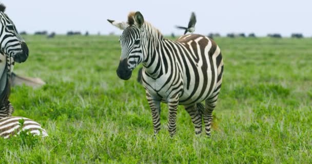 Tanzanská Příroda Zebry Místními Obyvateli Jezerem — Stock video