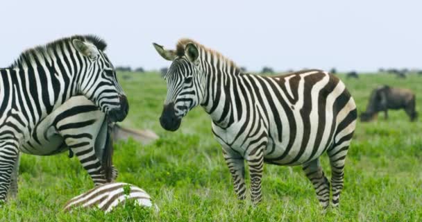 Two Zebras Standing Motionlessly African Wilderness — Vídeos de Stock