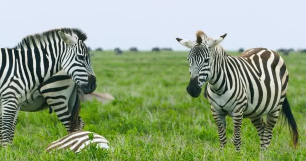 Small Herd Zebra Animals Serengeti Area Tanzania — Stock video