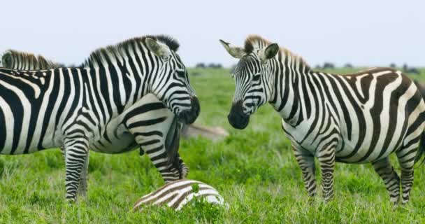 Wildlife View Zebra Animals Chilling Serengeti Park — Stock video