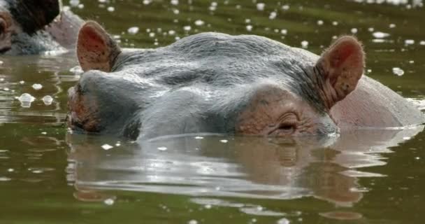 Close Shot Hippo Animal Spouting Water Its Nostrils — Vídeo de Stock