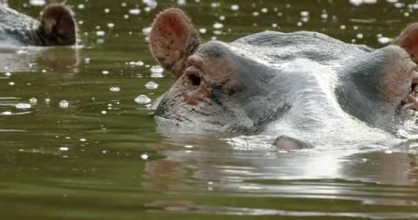 Hippo Animals Submerging Heads Dirty Swamp Water — Vídeo de Stock