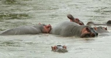 A slow motion shot of a Hippo animal yawning in the middle of a herd.