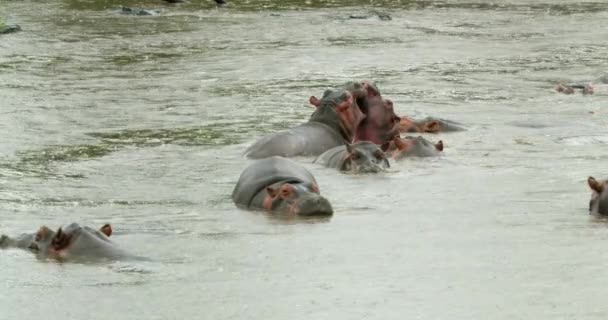 Tanzanian Hippo Animals Enjoying River Water Cloudy Day — стоковое видео