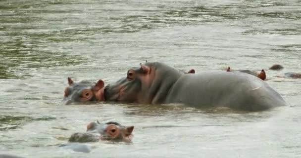 Wildlife View Hippos Resting River Light Rain — Stockvideo