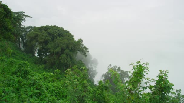 Amazing Scenery Foggy Weather Africa — Stock videók