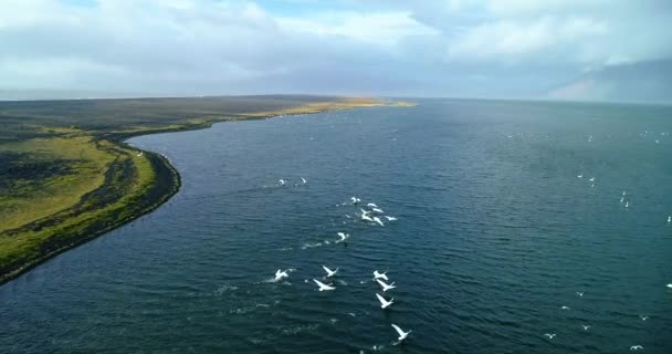 Groups White Geese Cross Paths Water Surface Geese Move Wings — Stock video