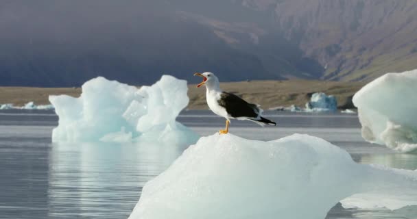 Mouette Debout Sur Petit Iceberg Près Côte Océan Une Mouette — Video