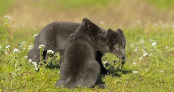 Zlanda Dağlarındaki Güzel Bir Şelalenin Hava Görüntüsü Nehir Suyu Dağın — Stok video