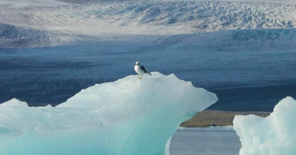 高地のアイスランドのパノラマの風景や丘陵地帯の湖 パノラマの景色は鮮やかな緑の尾根や丘 丘の上を水が流れ 美しい湖に足を踏み入れる小さな滝を示しています — ストック動画