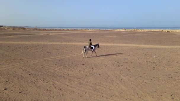 海岸近くの白い馬にゆっくりと乗っている男の空気から撃たれた ショットは すべての角度から彼をキャプチャするために馬を円無人機から撮影されました 男は白いジーンズと緑のシャツを着ていて 長い髪をしています — ストック動画