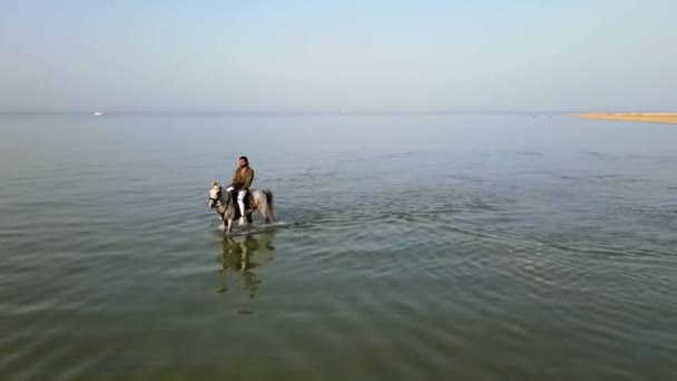 Tipo Guapo Está Montando Caballo Blanco Las Aguas Poco Profundas — Vídeos de Stock