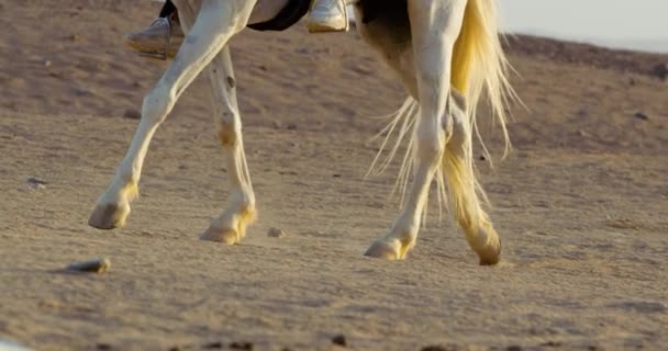 Tracking Shot Van Een Man Rijden Een Paard Terug Een — Stockvideo