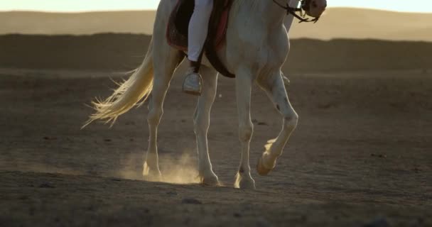明亮的马尾辫在阳光下闪闪发光 马尾直而光滑 在风中摇曳 马在沙丘上向前移动 马的脚扬起尘土 在低角度拍摄的镜头中 只显示了骑手的脚 — 图库视频影像