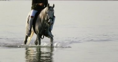 Kızıl Deniz suyu bir atın ayaklarının arasına sıçrıyor. Kızıl Deniz 'in suyunda yürüyen bir adam tarafından yönetilen çok güzel bir atın, ayaklarının arasına su sıçrayan ve altında parlayan berrak suyun görüntüsü..