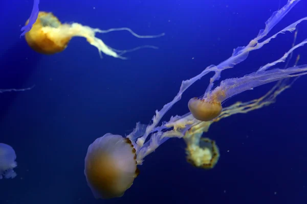 Jelly-balıkların göster