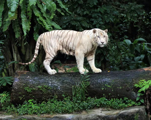 Tigre blanco Fotos de stock