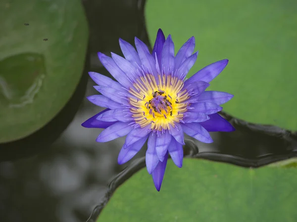 Yalnız Menekşe lotus