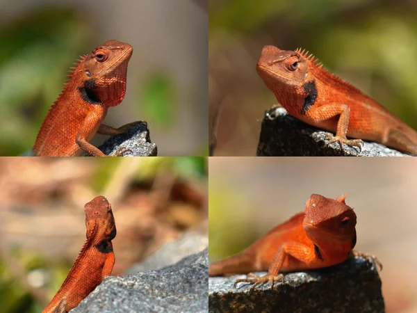 Kırmızı kertenkele