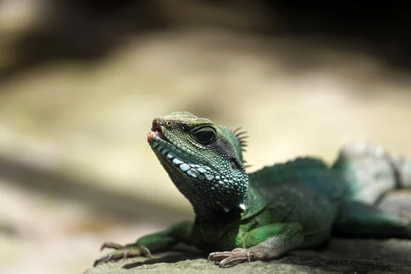 küçük yeşil iguana