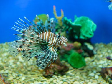 Akvaryumdaki aslan balığı.