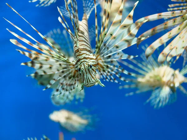 lionfishes bir akvaryum