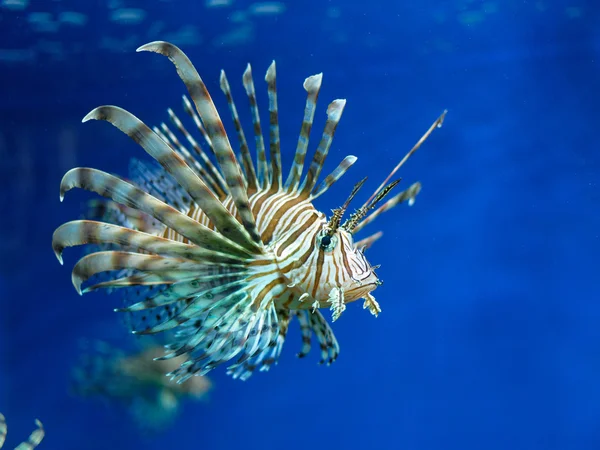 Akvaryumdaki aslan balığı.