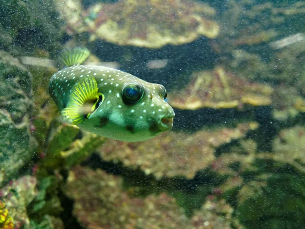 水族馆里的鱼 — 图库照片