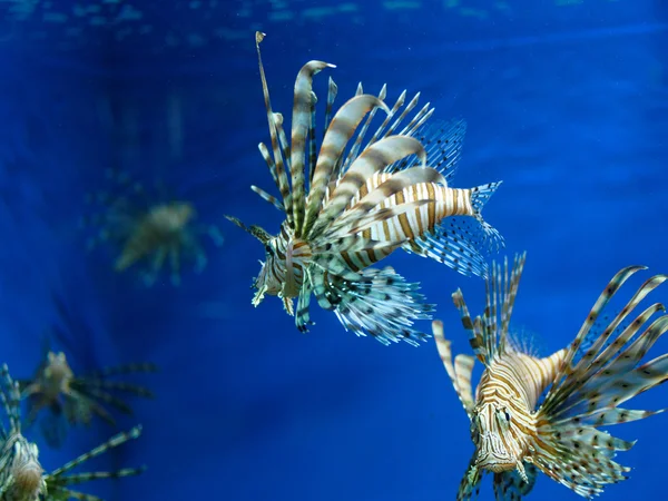 Lionfishes w akwarium Obraz Stockowy