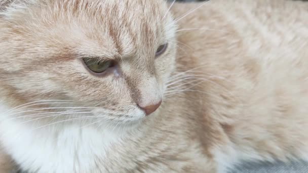 Un chat roux adulte est allongé sur le canapé et regarde de près quelque chose. Gros plan. — Video