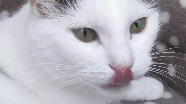 Un gatto bianco adulto con macchie grigie si trova sul divano e sta guardando da vicino qualcosa, si lecca la bocca e guarda la fotocamera. — Video Stock