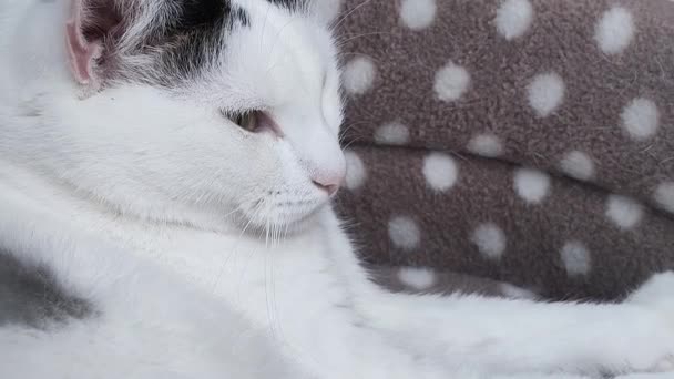 An adult white cat with gray spots lies on the couch looking around and falls asleep. — Stock Video