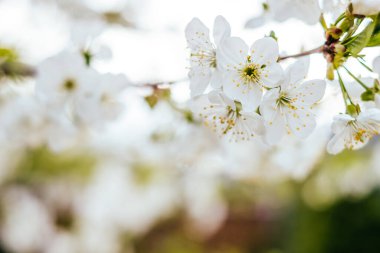 Elma ağacı çiçekli ve bulanık bokeh efektli güzel bir arkaplan.