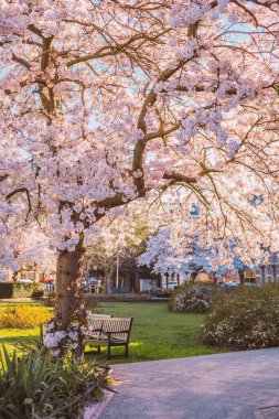 Güzel kiraz çiçekleri ve ağacın altındaki bankla halka açık bir parkta..