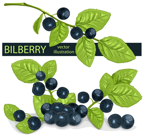 Bilberries (blueberries) with leaves. — Stock Vector